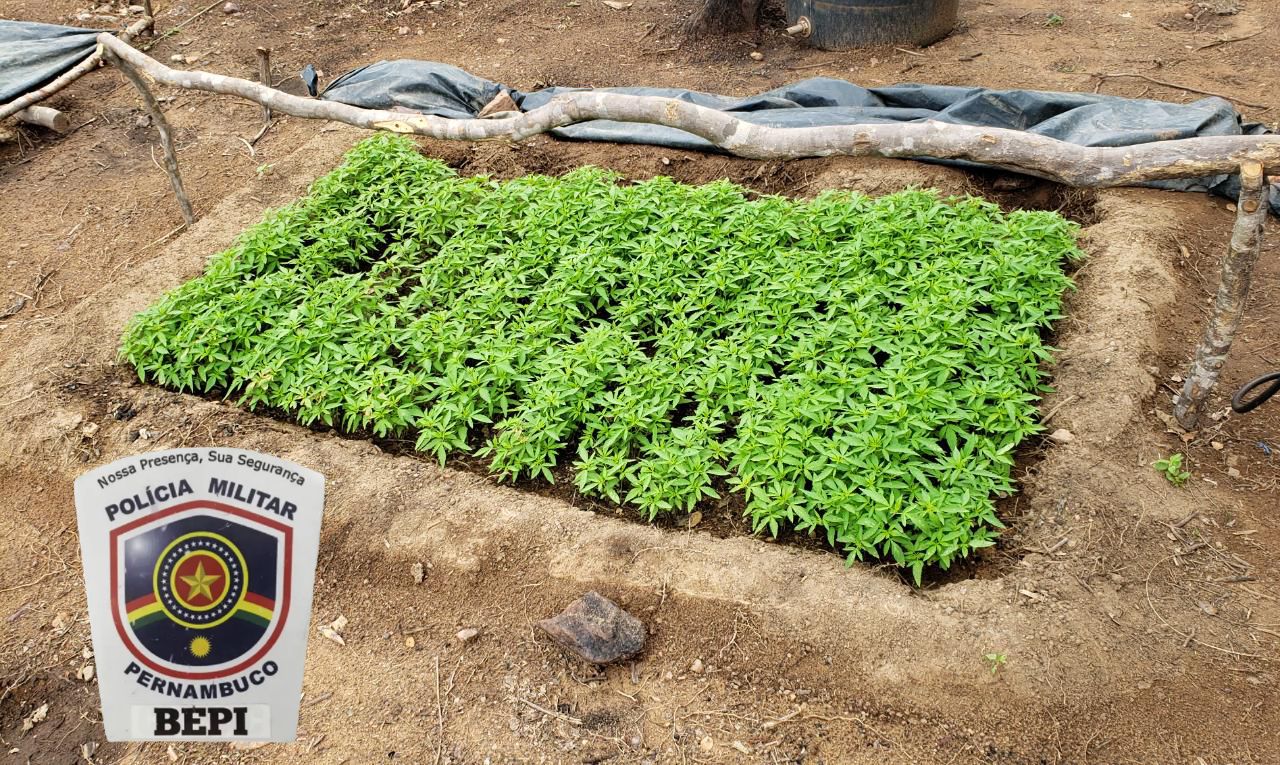 Plantação de maconha é erradicada no Sertão