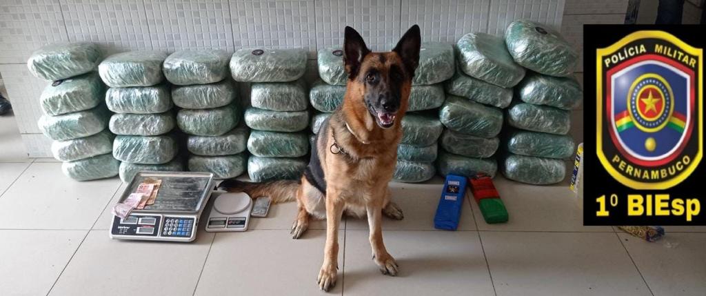 Mais de 40kg de maconha apreendidos em Caruaru