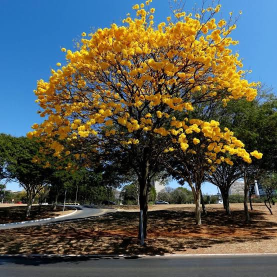 Na Semana Mundial do Meio Ambiente, empresa caruaruense faz mutirão para plantio de mudas de árvores dentro do projeto “São João Sustentável”