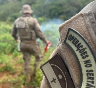 Mais uma plantação de maconha é erradicada