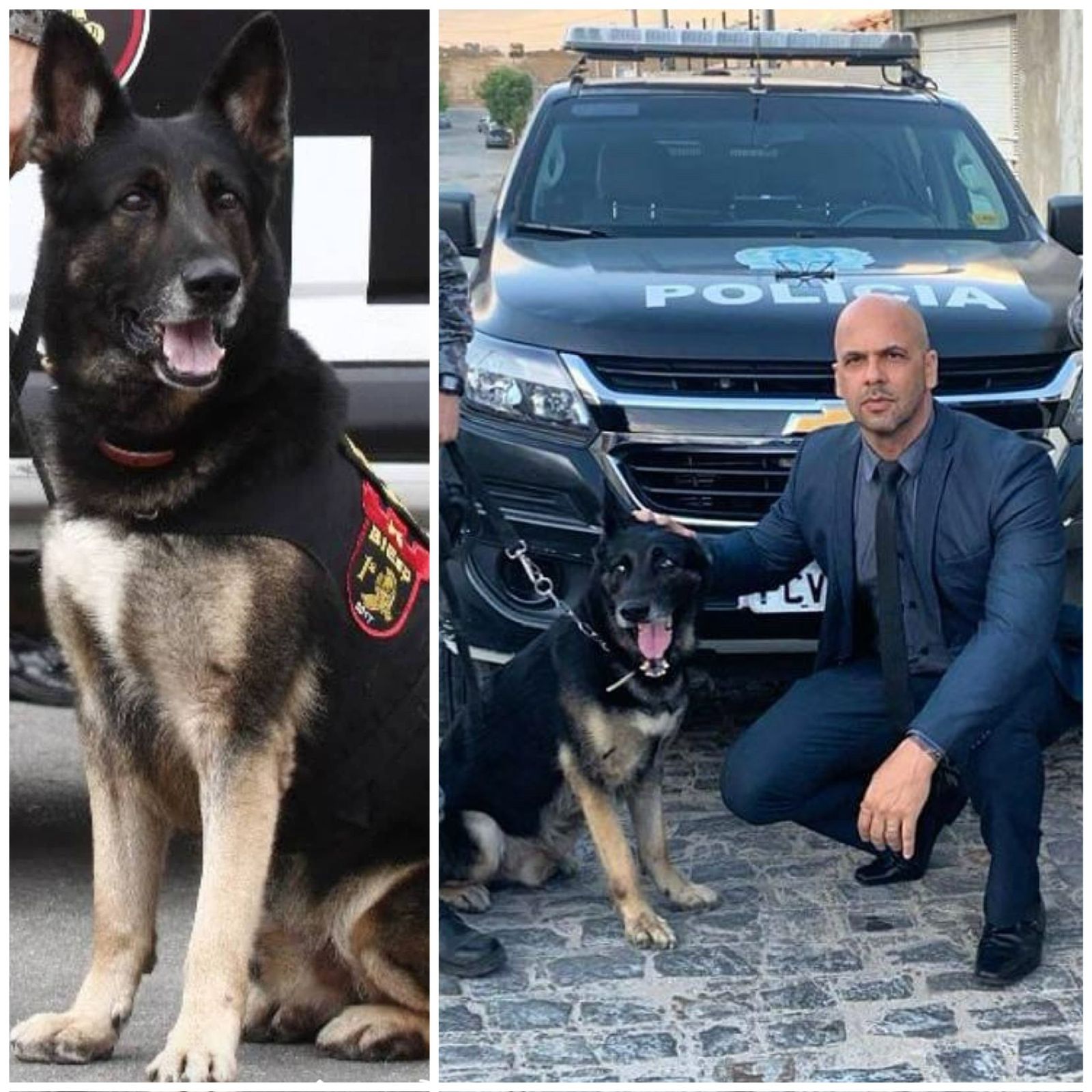 Polícia Militar em Caruaru está de luto com a morte do Cão Ninja