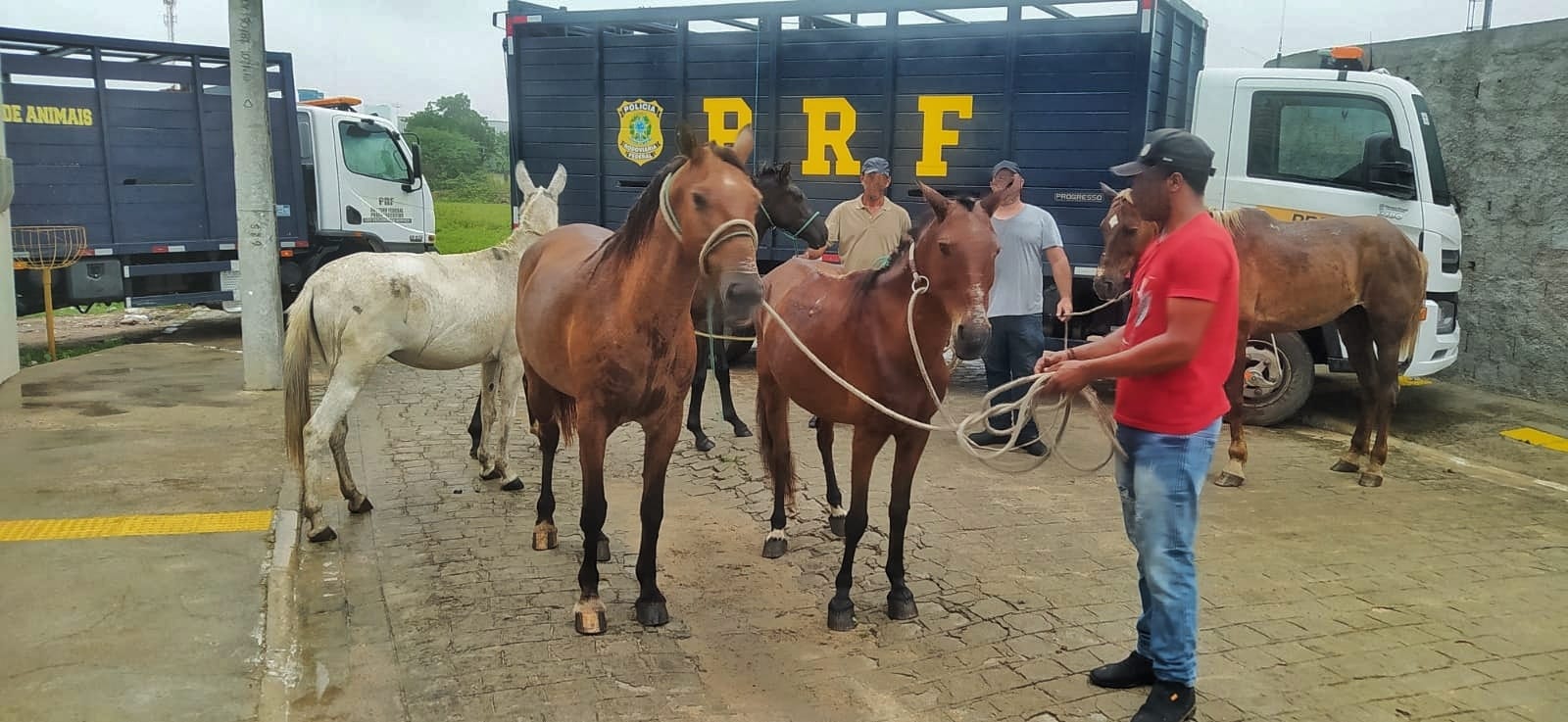 Operação da PRF Recolhe 13 Animais nas BRs 232 e 424 em Pernambuco