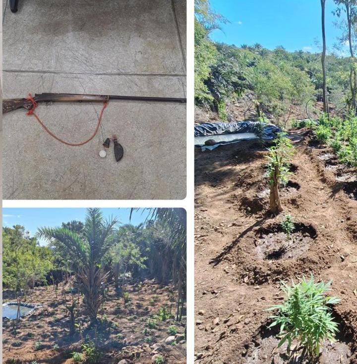 PM incinera mais duas plantações de maconha