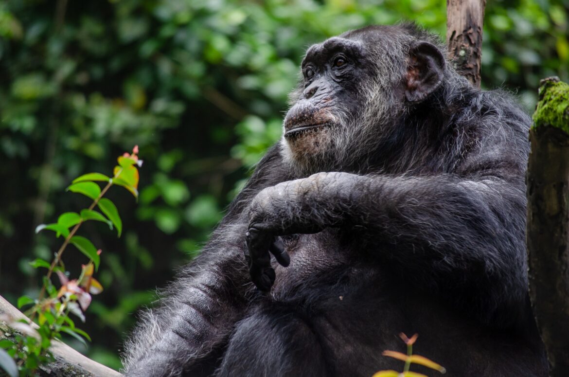 Chimpanzé Sena celebra seus 67 anos de vida