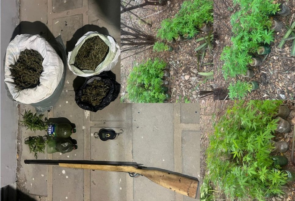 Investigação de desvio de água releva plantação de maconha