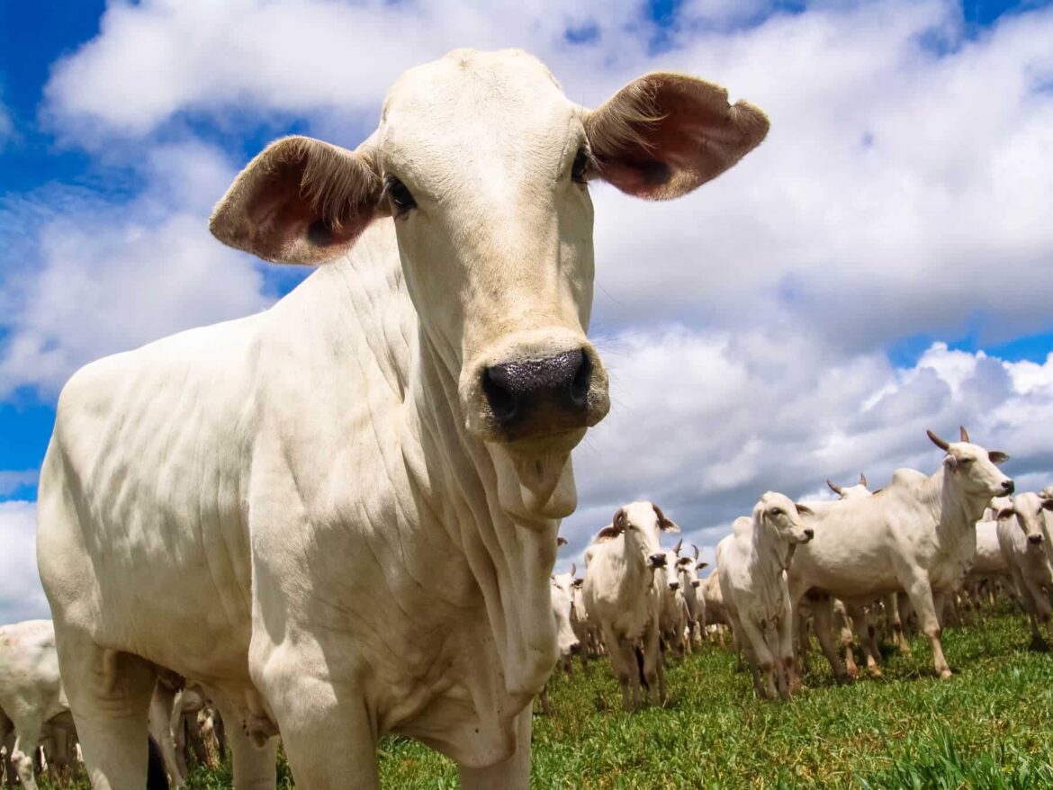 Homem é preso em Agrestina suspeito de furtar bois e causar prejuízo milionário